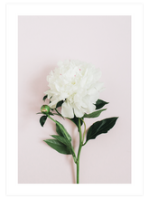 Şakayık Çiçeği - Art Print